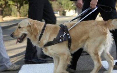 Ane Roux From Sa Guide Dogs Speaks To The 31 Club Ladies